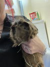 adoptable Guinea Pig in  named CARAMEL MACCHIATO