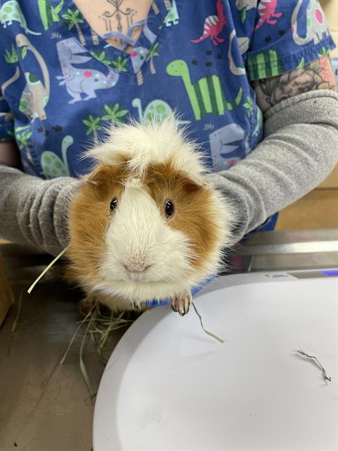 adoptable Guinea Pig in Aliquippa, PA named MATCHA
