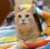 adoptable Cat in aliquippa, PA named WALTER