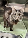 adoptable Cat in aliquippa, PA named EUGENE