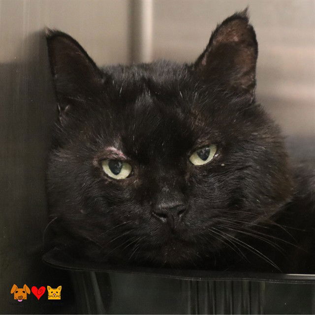 adoptable Cat in Aliquippa, PA named BIGGIE