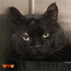 adoptable Cat in Aliquippa, PA named BIGGIE