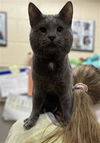 adoptable Cat in aliquippa, PA named GUS