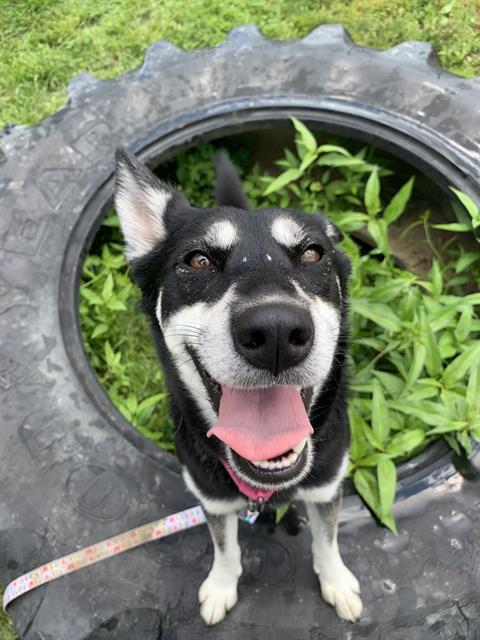 adoptable Dog in Aliquippa, PA named CONVERSE