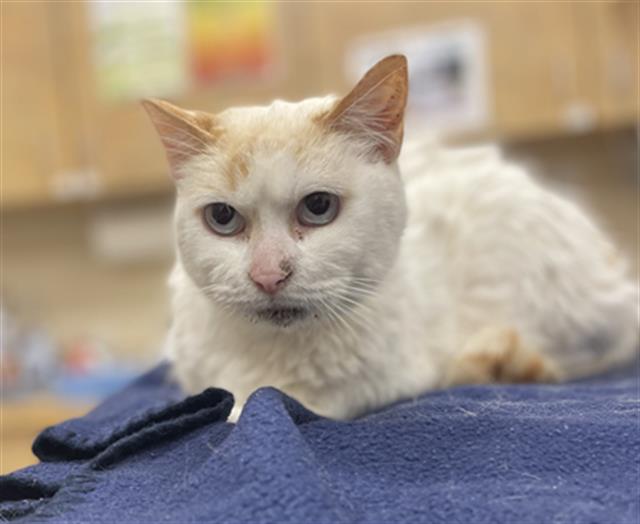 adoptable Cat in Aliquippa, PA named MITTENS