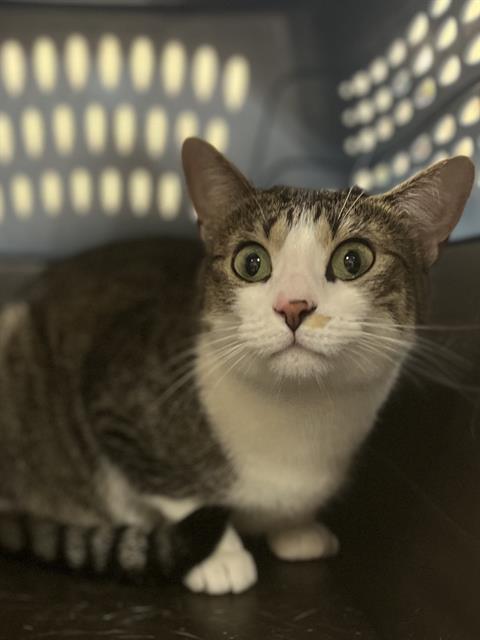 adoptable Cat in Aliquippa, PA named LIBERTY
