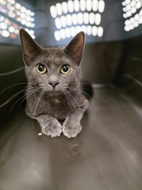 adoptable Cat in Aliquippa, PA named PELICAN