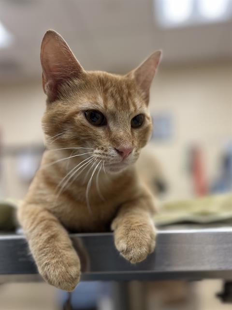 adoptable Cat in Aliquippa, PA named KIMCHI