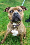 adoptable Dog in Aliquippa, PA named ASPEN