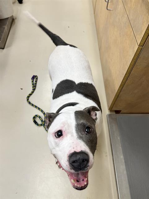 adoptable Dog in Aliquippa, PA named PEARL
