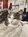 adoptable Cat in aliquippa, PA named HETTIE
