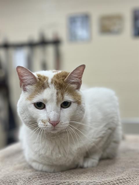 adoptable Cat in Aliquippa, PA named SWIRL
