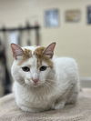 adoptable Cat in aliquippa, PA named SWIRL