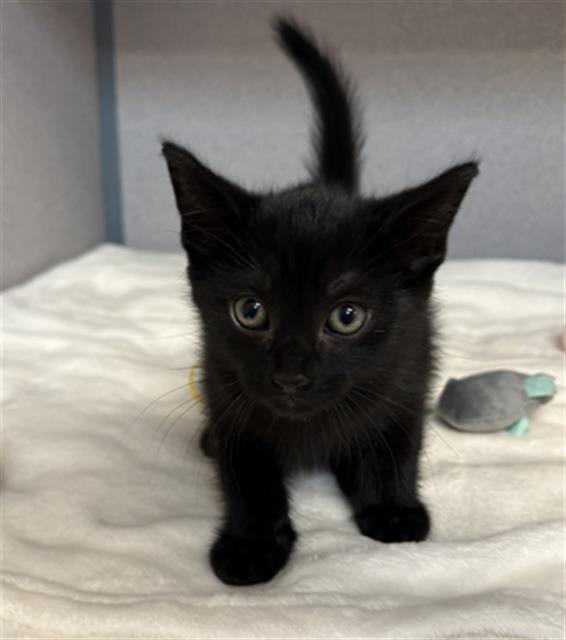 adoptable Cat in Aliquippa, PA named GAVIN