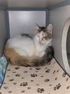 adoptable Cat in aliquippa, PA named SWEETIE