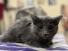 adoptable Cat in Aliquippa, PA named BUMBLE