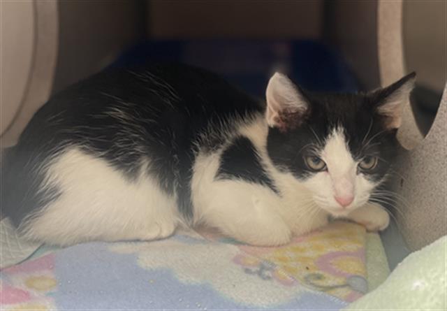 adoptable Cat in Aliquippa, PA named GEORGIA