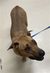 adoptable Dog in  named ATHENA