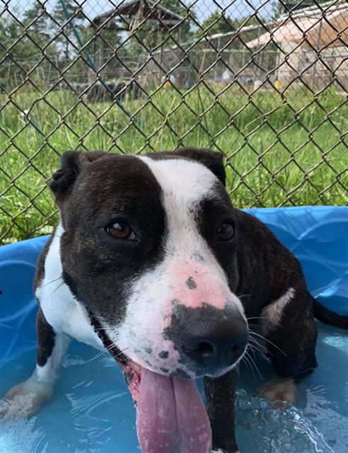 adoptable Dog in Aliquippa, PA named PANDA