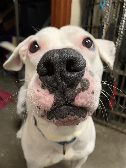adoptable Dog in Aliquippa, PA named CLEATUS