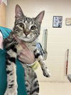 adoptable Cat in Aliquippa, PA named CALLA