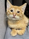 adoptable Cat in aliquippa, PA named ZORO