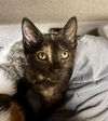 adoptable Cat in aliquippa, PA named ZELDA