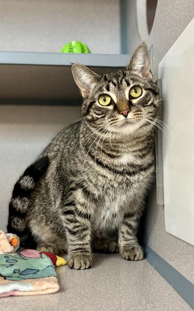 adoptable Cat in Aliquippa, PA named TIGGY