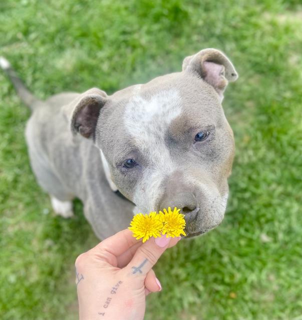 adoptable Dog in Aliquippa, PA named NEBULA