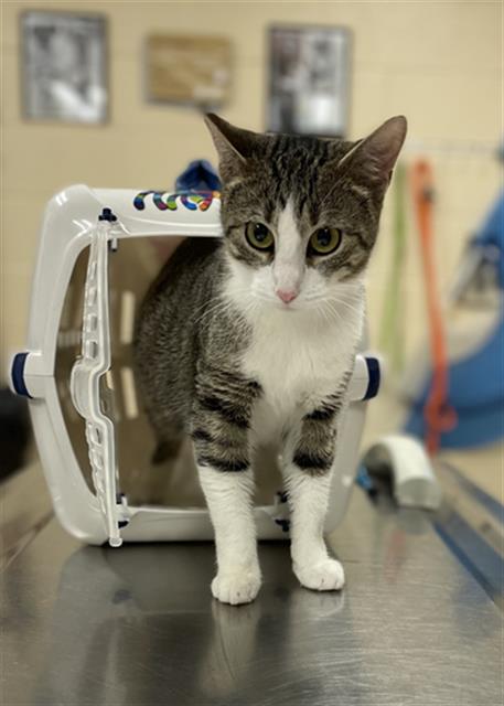 adoptable Cat in Aliquippa, PA named CHERRY