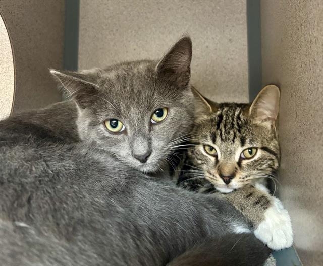 adoptable Cat in Aliquippa, PA named CORAL