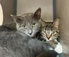 adoptable Cat in aliquippa, PA named GUPPIE