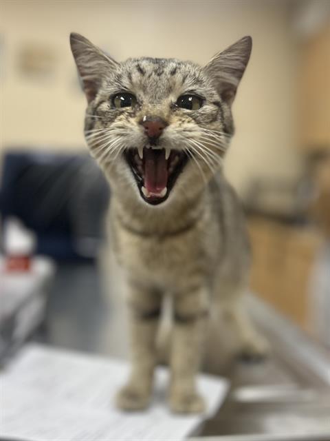 adoptable Cat in Aliquippa, PA named DONNY