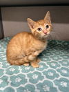 adoptable Cat in aliquippa, PA named WINSTON