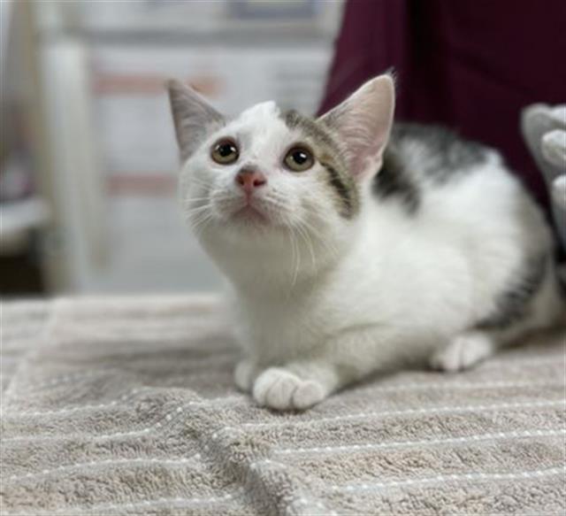 adoptable Cat in Aliquippa, PA named OCEANA
