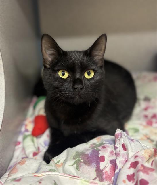adoptable Cat in Aliquippa, PA named CRANBERRY