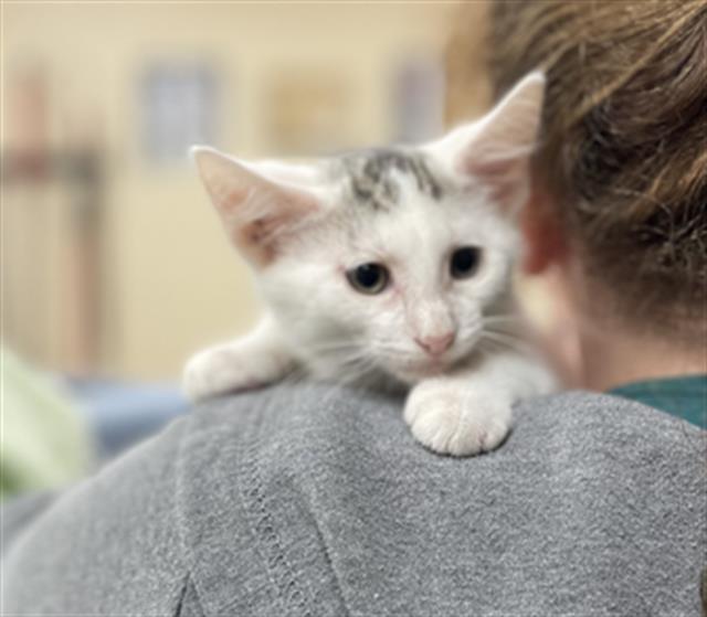 adoptable Cat in Aliquippa, PA named QUEST