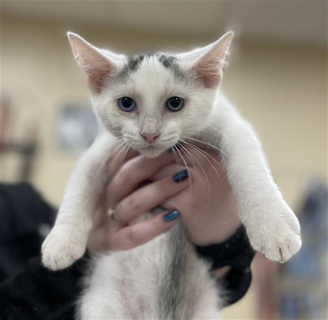 adoptable Cat in Aliquippa, PA named QUESO
