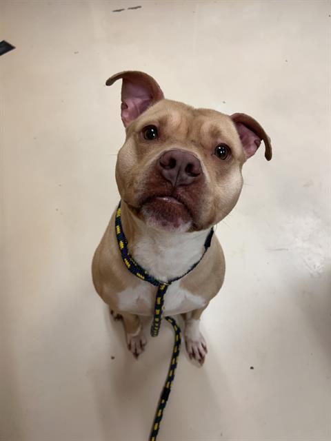 adoptable Dog in Aliquippa, PA named BUDDY MARTIN