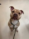 adoptable Dog in , PA named BUDDY MARTIN