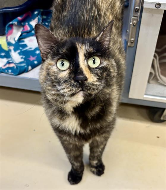 adoptable Cat in Aliquippa, PA named JUPITER