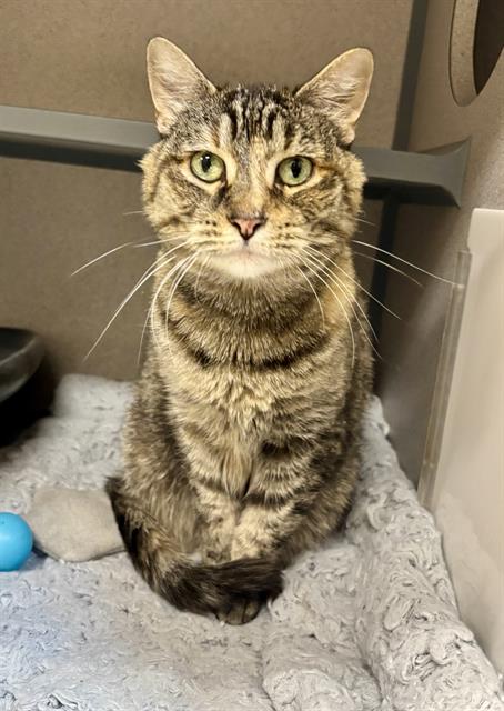 adoptable Cat in Aliquippa, PA named SATURN
