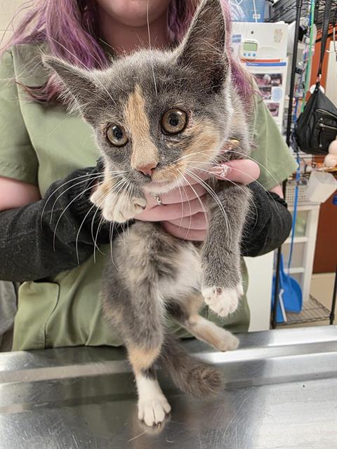 adoptable Cat in Aliquippa, PA named YOLANDA