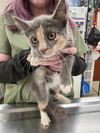 adoptable Cat in aliquippa, PA named YOLANDA