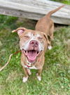 adoptable Dog in  named LOKI