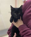 adoptable Cat in aliquippa, PA named VIVIAN