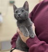 adoptable Cat in aliquippa, PA named VECTOR