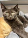 adoptable Cat in aliquippa, PA named ZANE