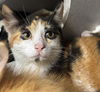 adoptable Cat in aliquippa, PA named ZOE
