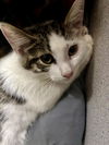 adoptable Cat in aliquippa, PA named ZARA